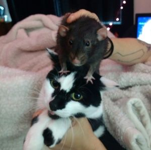 Meet your Posher, 😈🐀 Nervous Closet